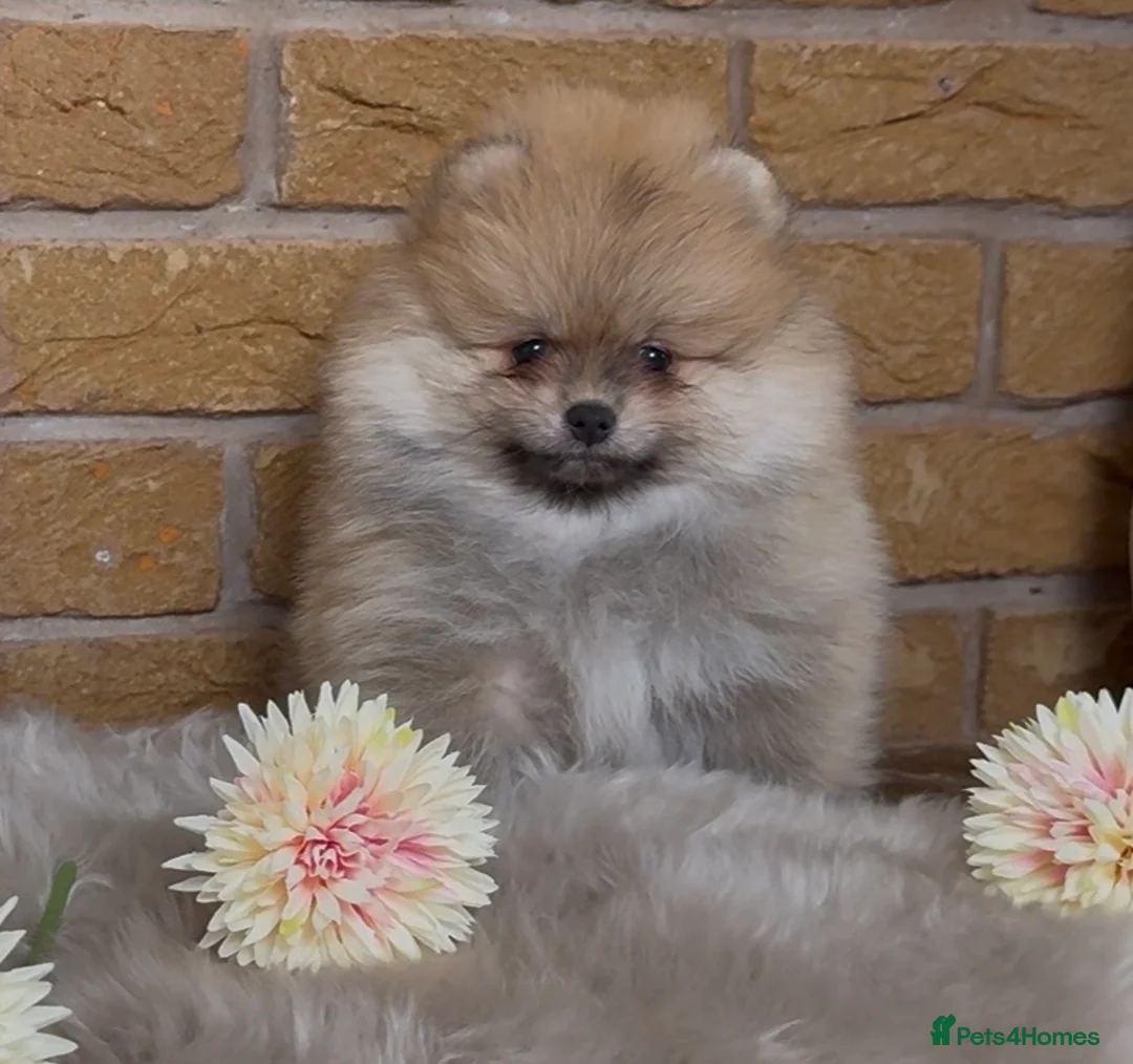 Pomeranian dogs for sale: ✨ Exclusive Teddy Bear Face Pomeranian Puppies ✨ - Advert 1