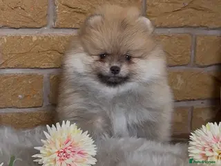 Pomeranian dogs ✨ Exclusive Teddy Bear Face Pomeranian Puppies ✨ - Advert 1