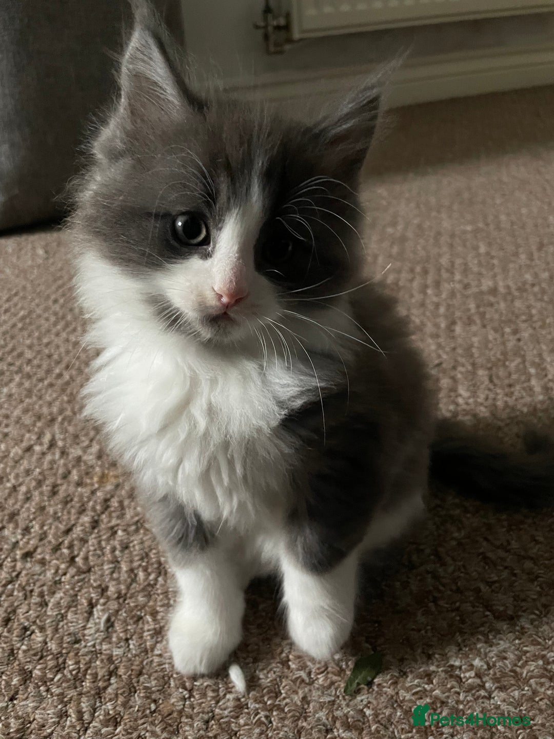 Ragdoll cats for sale: 4 maincoon x ragdoll kittens - Advert 17