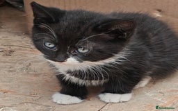 Mixed Breed cats for sale: 3 gorgeous black and white mixed kittens - Image 5