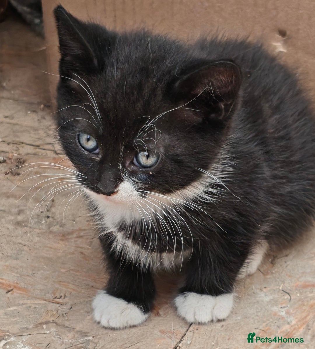 Mixed Breed cats for sale: 3 gorgeous black and white mixed kittens - Image 5