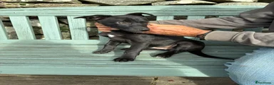 Borador 2
