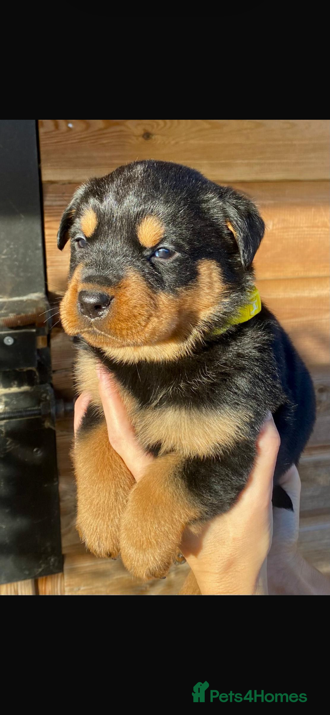 Rottweiler dogs for sale: Last girlBeautiful chunky Rottweiler puppies - Advert 8