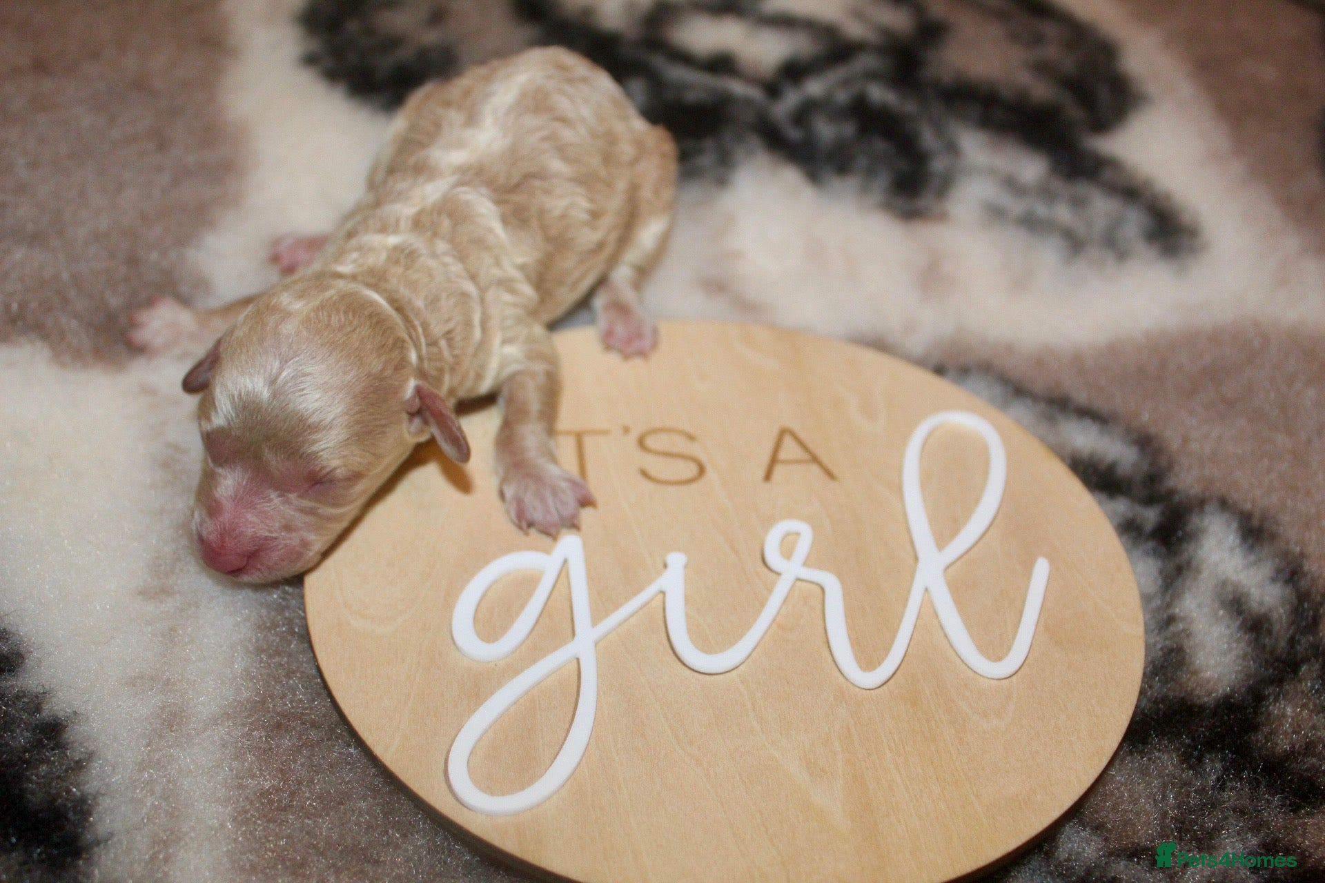 Cockapoo dogs Child friendly cockapoo puppies ready March - Advert 8