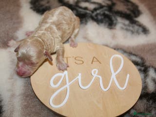 Cockapoo dogs Child friendly cockapoo puppies ready March - Advert 8