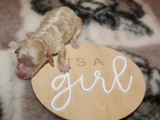 Cockapoo dogs Child friendly cockapoo puppies ready March - Advert 11