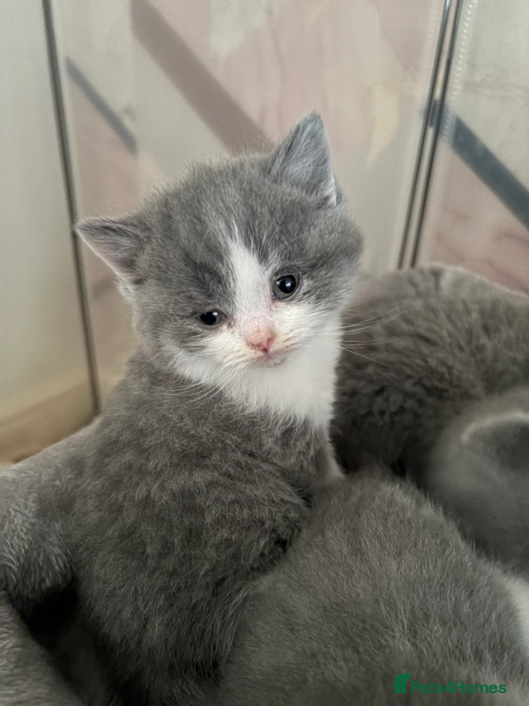 British Shorthair cats for sale: British Shorthair Boys - Advert 3