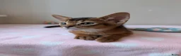 Abyssinian cats for sale: 🩷🩷 Sweet girl 🩷🩷  - Advert 5
