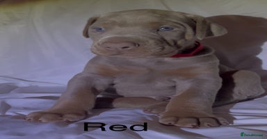 Dobermann dogs - Advert 7