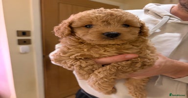 Cavapoo dogs - Advert 7
