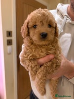 Cavapoo dogs - Advert 7