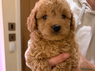 Cavapoo dogs - Advert 6