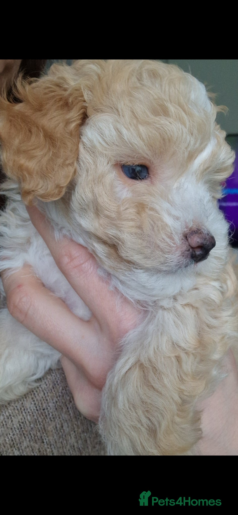 Maltipoo dogs Last Adorable Maltipoo Boy – Small Apricot 💙 - Advert 4