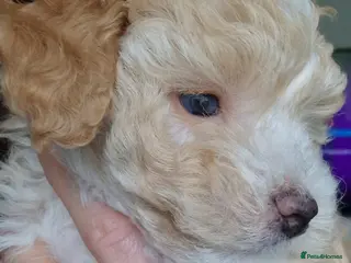 Maltipoo dogs Last Adorable Maltipoo Boy – Small Apricot 💙 - Advert 4