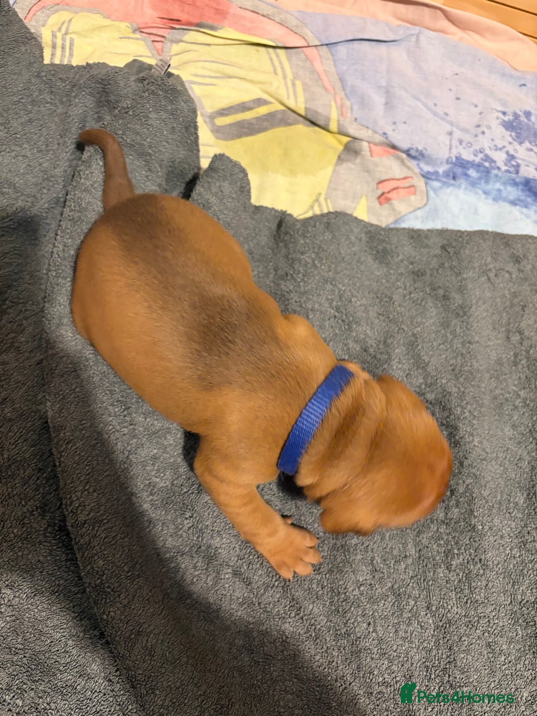 Mixed Breed dogs for sale: Staffordshire bull terrier x american bulldog pups - Advert 6