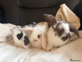 Mini Lop rabbits beautiful friendly mini lops - Advert 16