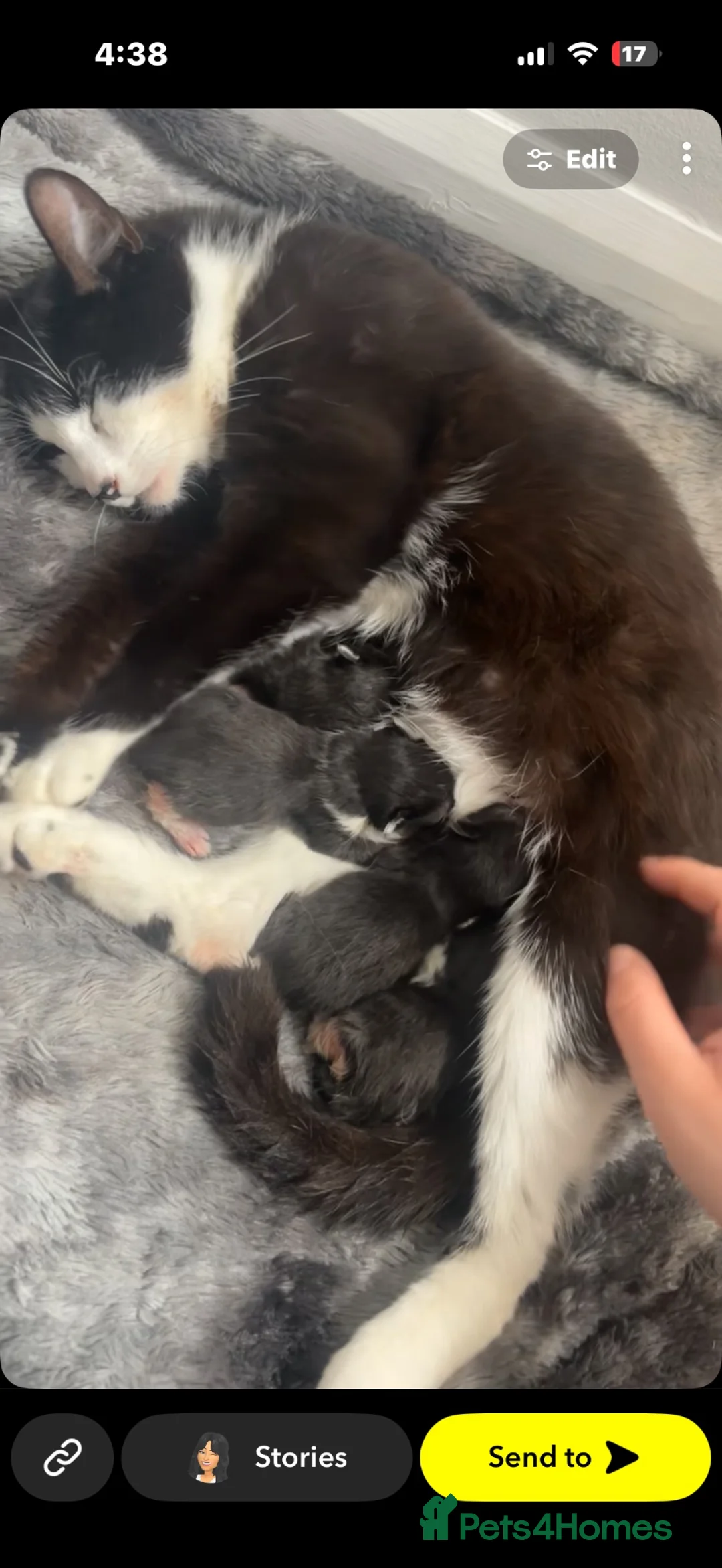 Domestic Shorthair cats for sale: Black and white kittens  - Advert 2
