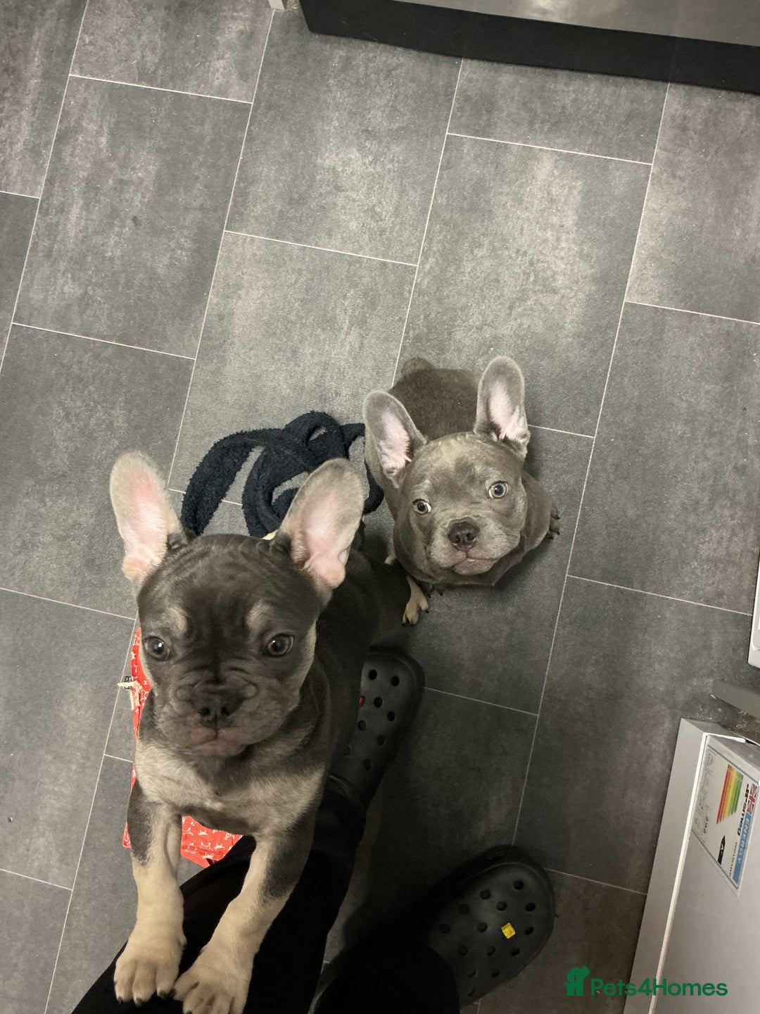 French Bulldog dogs for sale: Adorable Frenchie Puppies - Advert 1