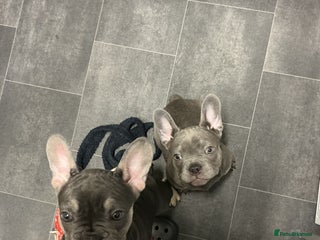 French Bulldog dogs Adorable Frenchie Puppies - Advert 17