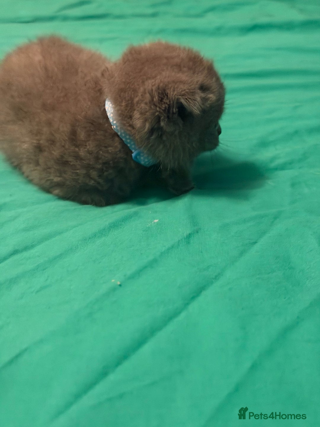 Scottish Fold cats for sale: Scottish fold kittens - Advert 14