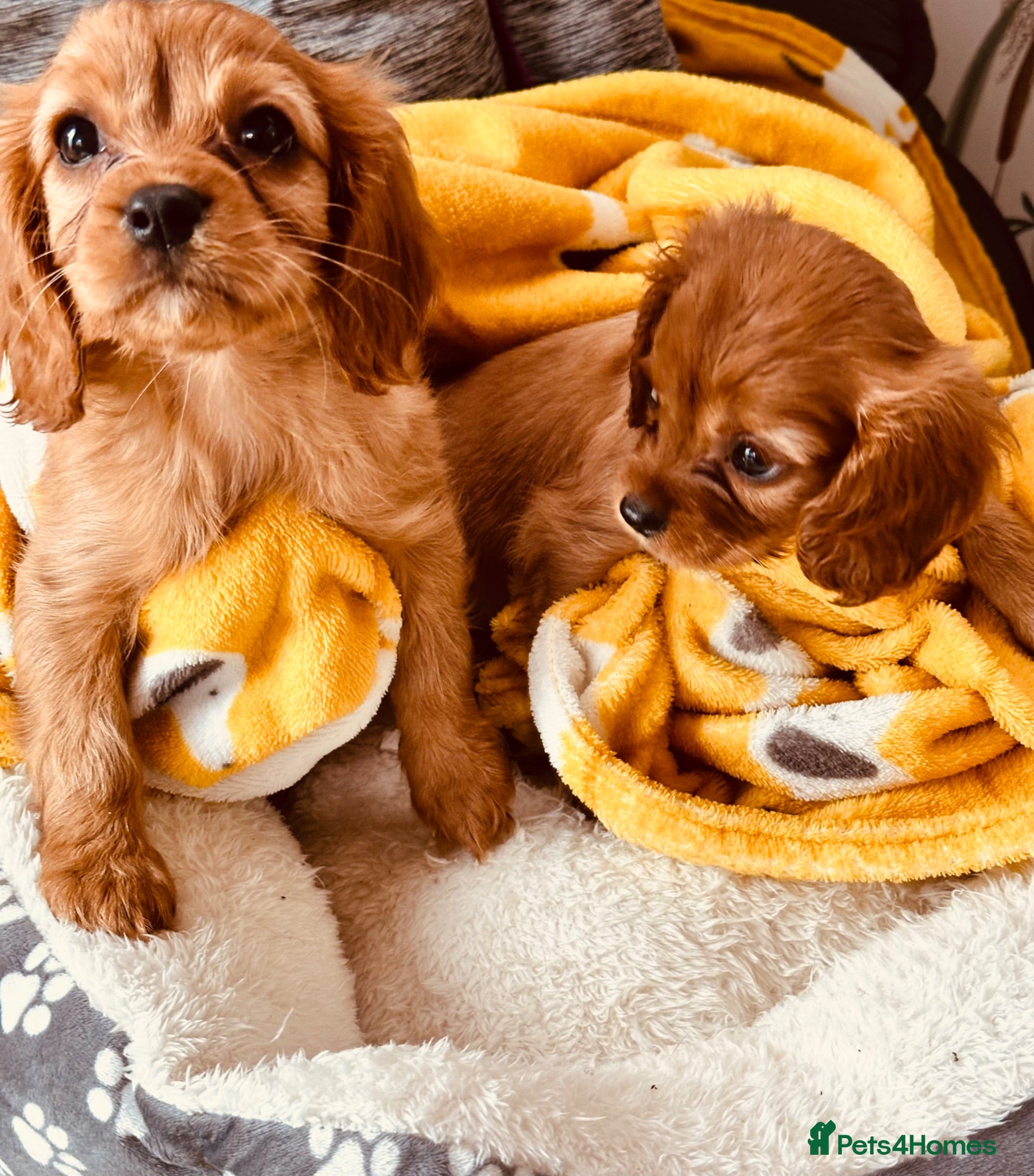 Cavalier King Charles Spaniel dogs FULLY vet health checked 1stJuly ALL PASSED  - Advert 4