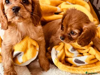 Cavalier King Charles Spaniel dogs FULLY vet health checked 1stJuly ALL PASSED - Advert 4