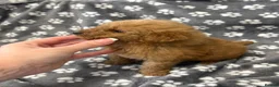 Miniature Poodle dogs for sale: Miniature poodle puppy male  - Advert 4