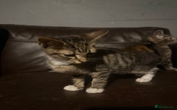 Mixed Breed cats for sale: 5 baby’s ready for there forever homes  - Image 26