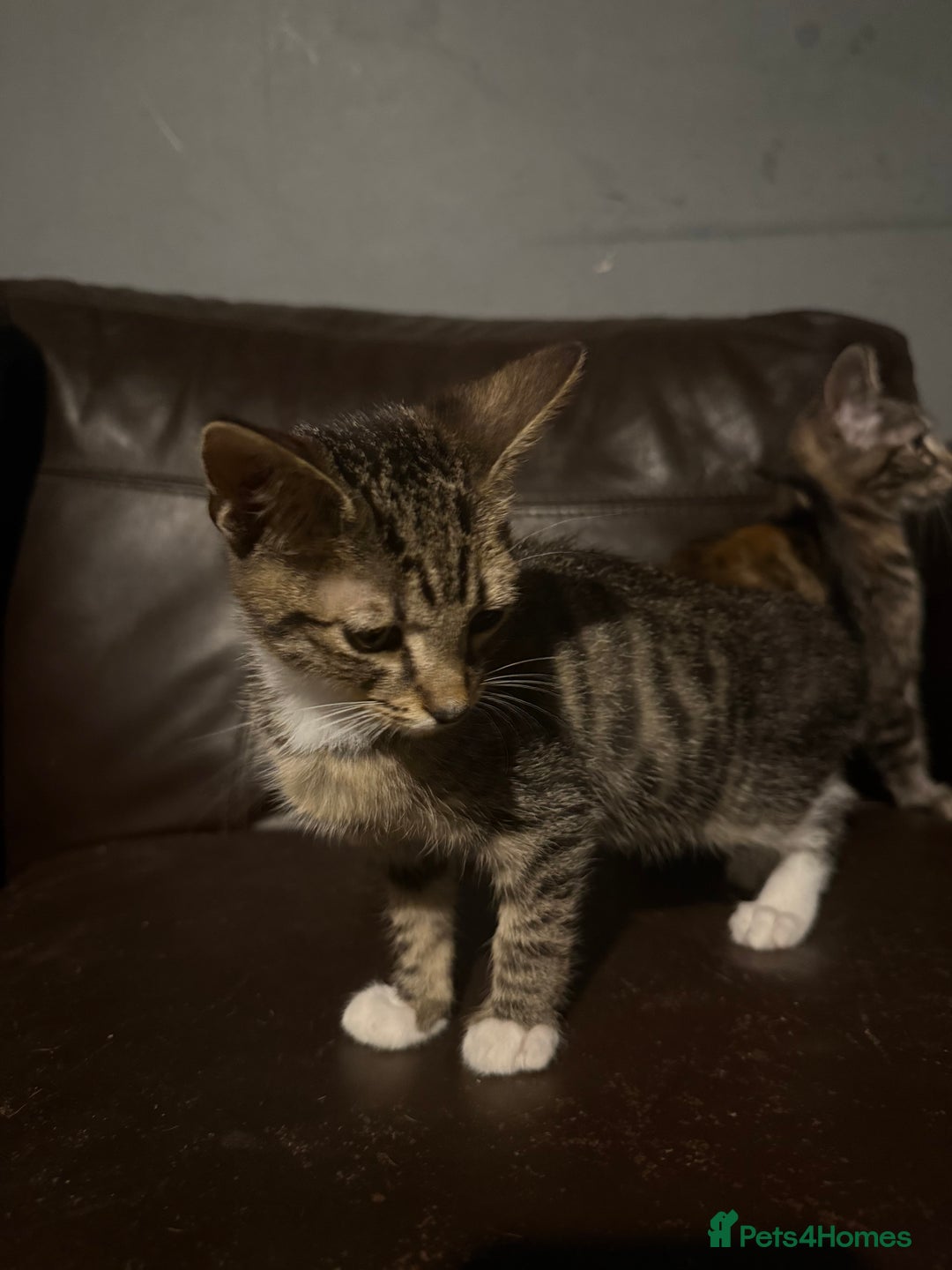 Mixed Breed cats for sale: 5 baby’s ready for there forever homes  - Image 26
