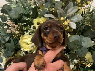 Miniature Dachshund dogs Stunning minature dachshund litter - Advert 17
