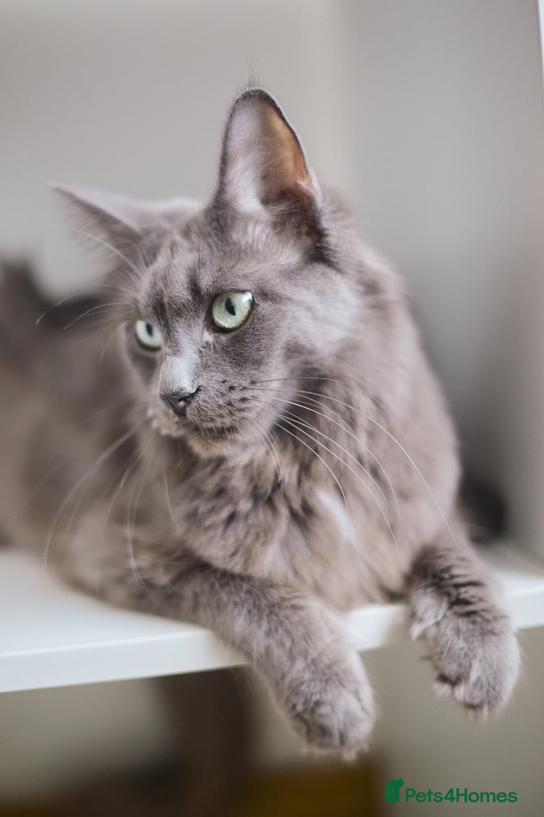 Maine Coon cats for sale: Blue Maine coon kittens  - Advert 8