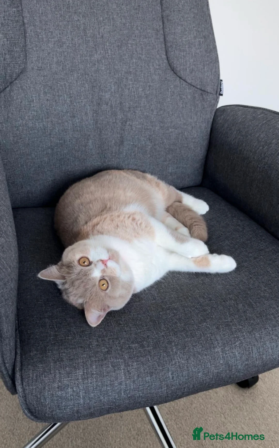 British Shorthair cats for adoption: Sweet, playful Nala - Advert 1