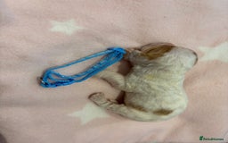 Cocker Spaniel dogs for sale: KC Registered Cocker Spaniel Puppies  - Image 4