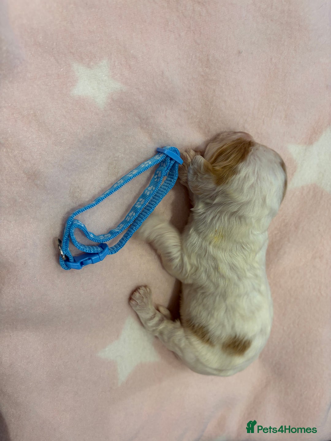 Cocker Spaniel dogs for sale: KC Registered Cocker Spaniel Puppies  - Image 4