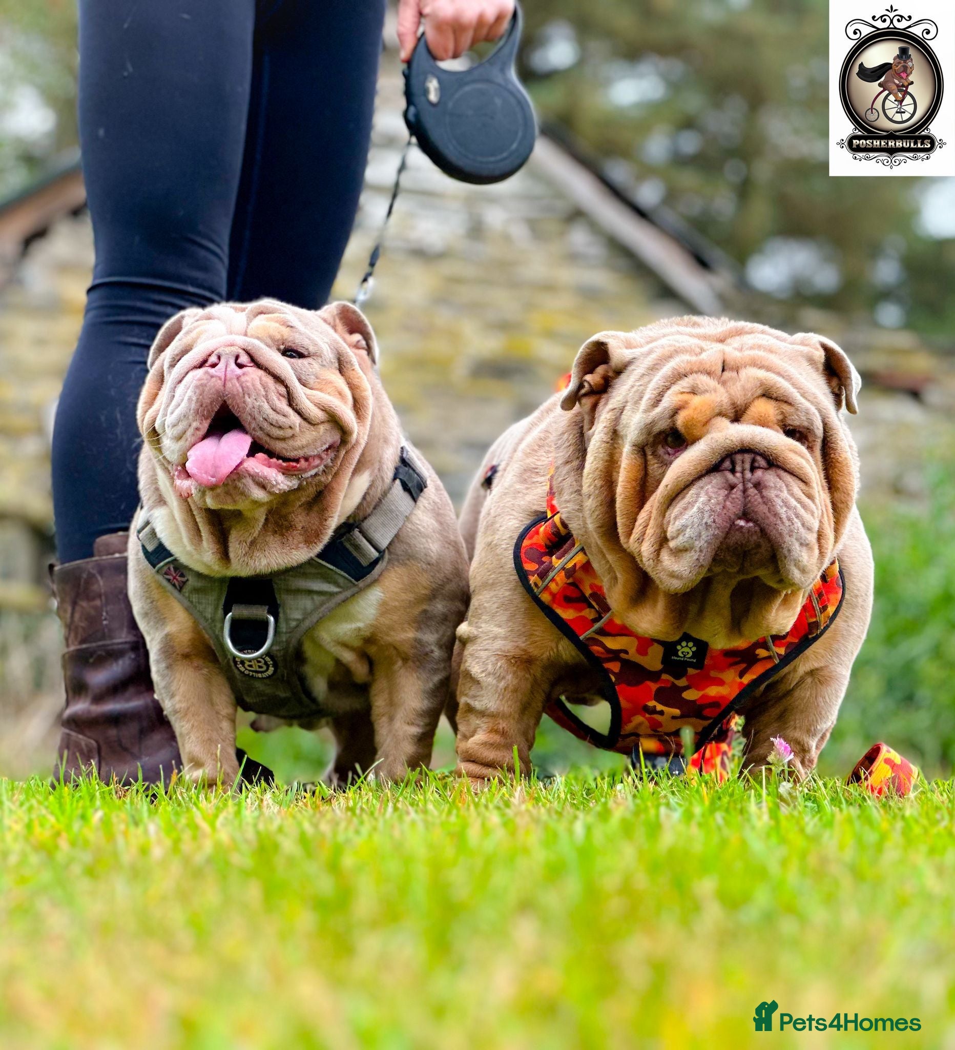 English Bulldog dogs 2 stunning males from the world famous Mr muscle  - Advert 5