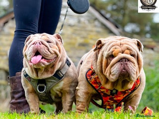 English Bulldog dogs 2 stunning males from the world famous Mr muscle - Advert 5