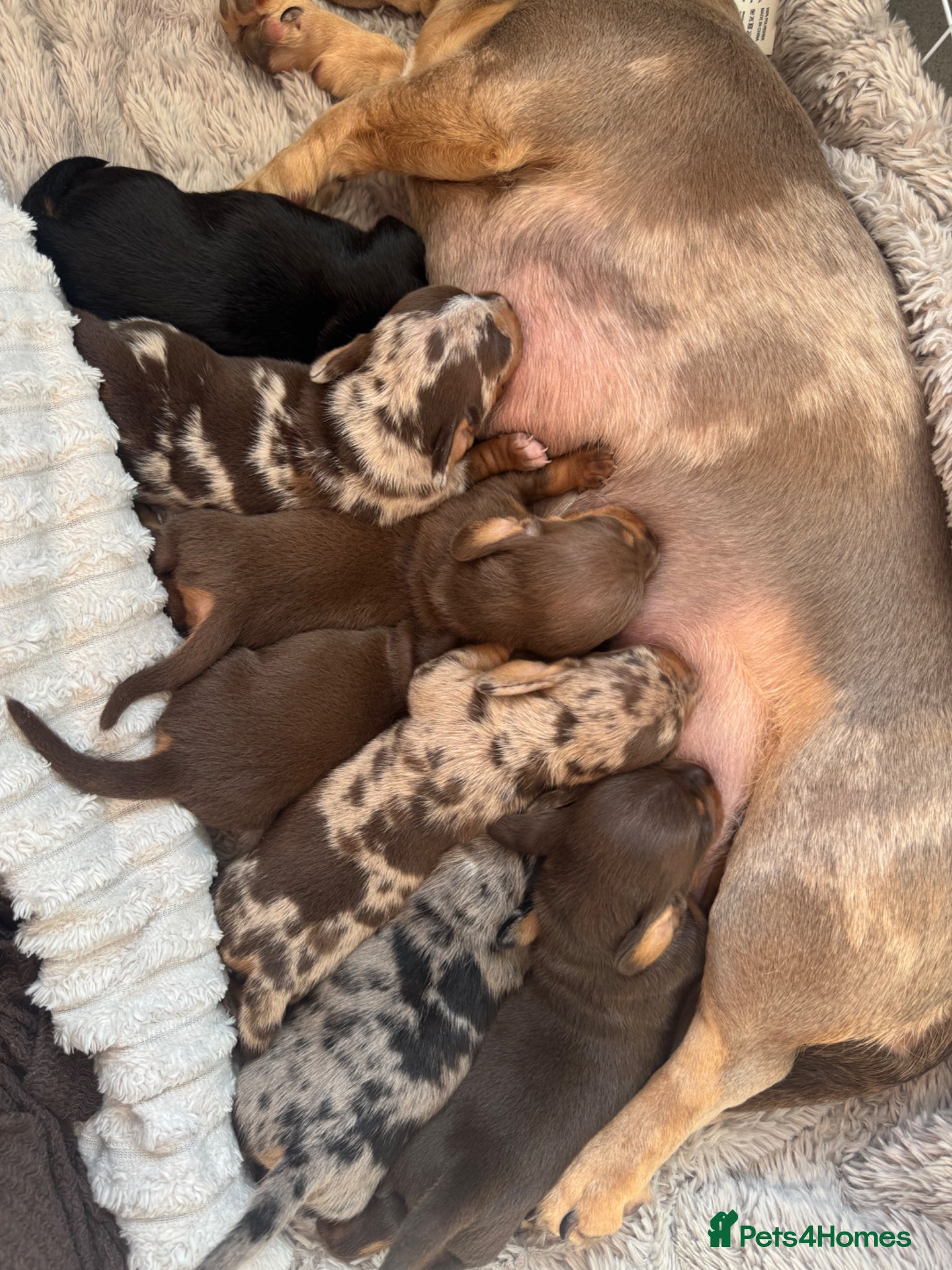 Miniature Dachshund dogs KC REG Smooth Hair Miniature Dachshund Puppies - Advert 1