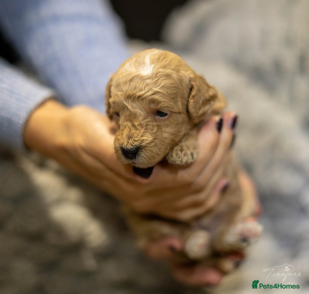 Goldendoodle dogs for sale: Mini Golden doodles - Advert 17