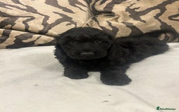 Cockapoo dogs for sale: F1 cockapoo puppies  - Image 5