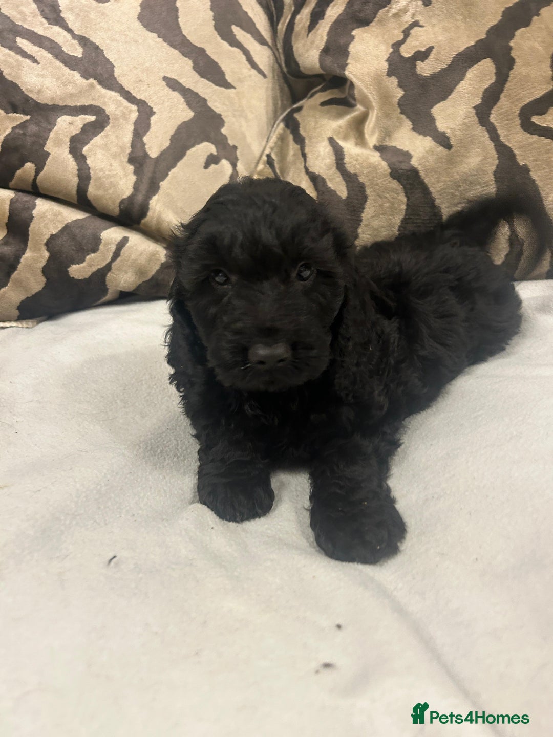 Cockapoo dogs for sale: F1 cockapoo puppies  - Image 5