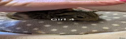 Guinea Pig rodents for sale: Baby girl guinea pigs ready now - Advert 4