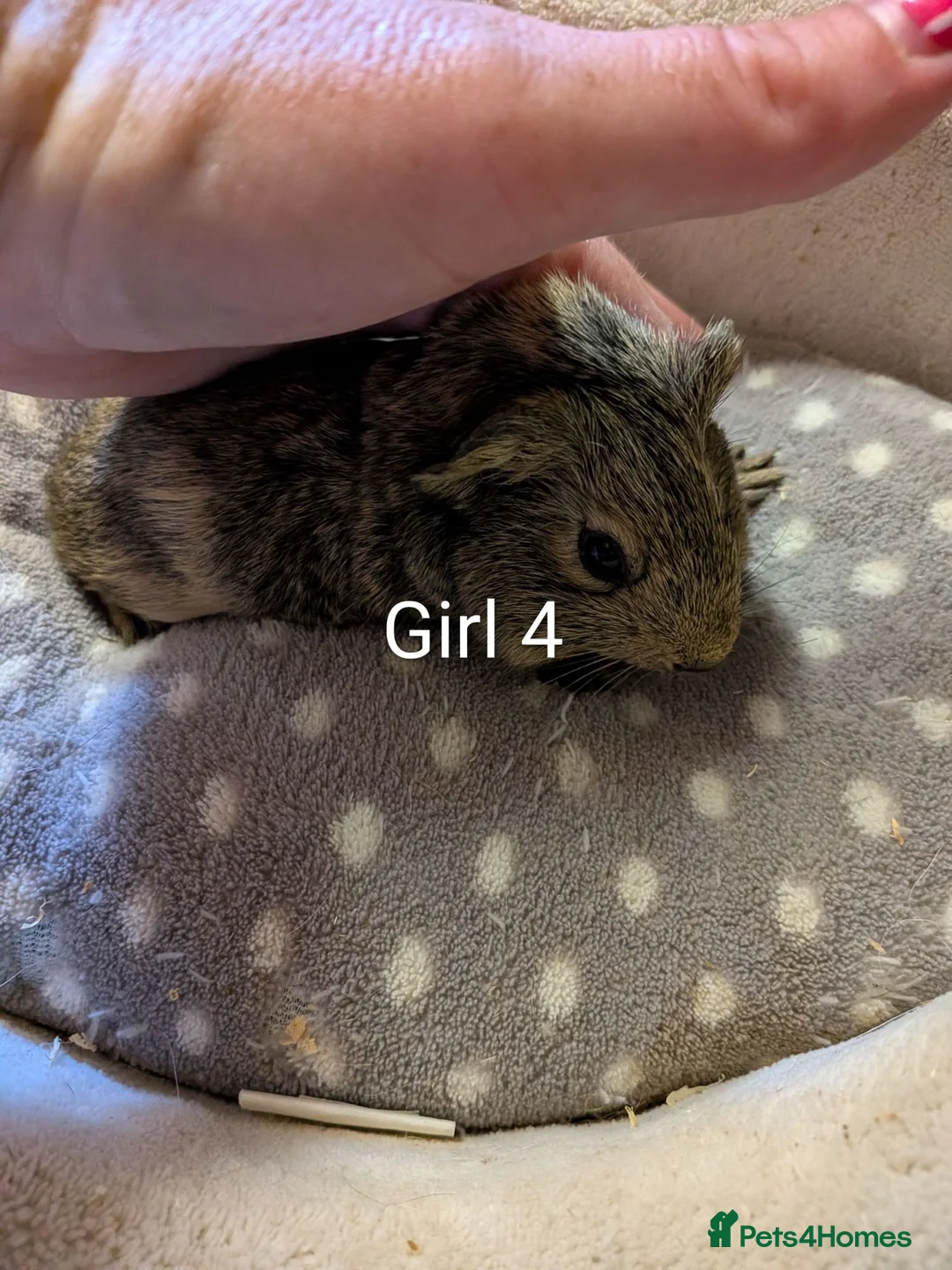 Guinea Pig rodents for sale: Baby girl guinea pigs ready now - Advert 4