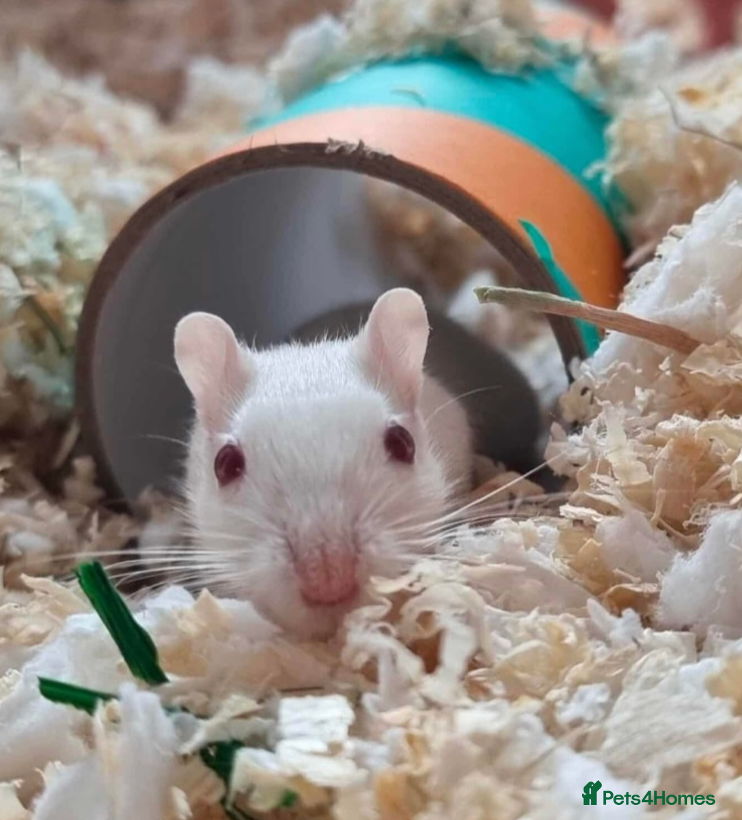 Gerbil rodents for sale: Nibbles & Boo – Two Homes, Double the Love - Image 4