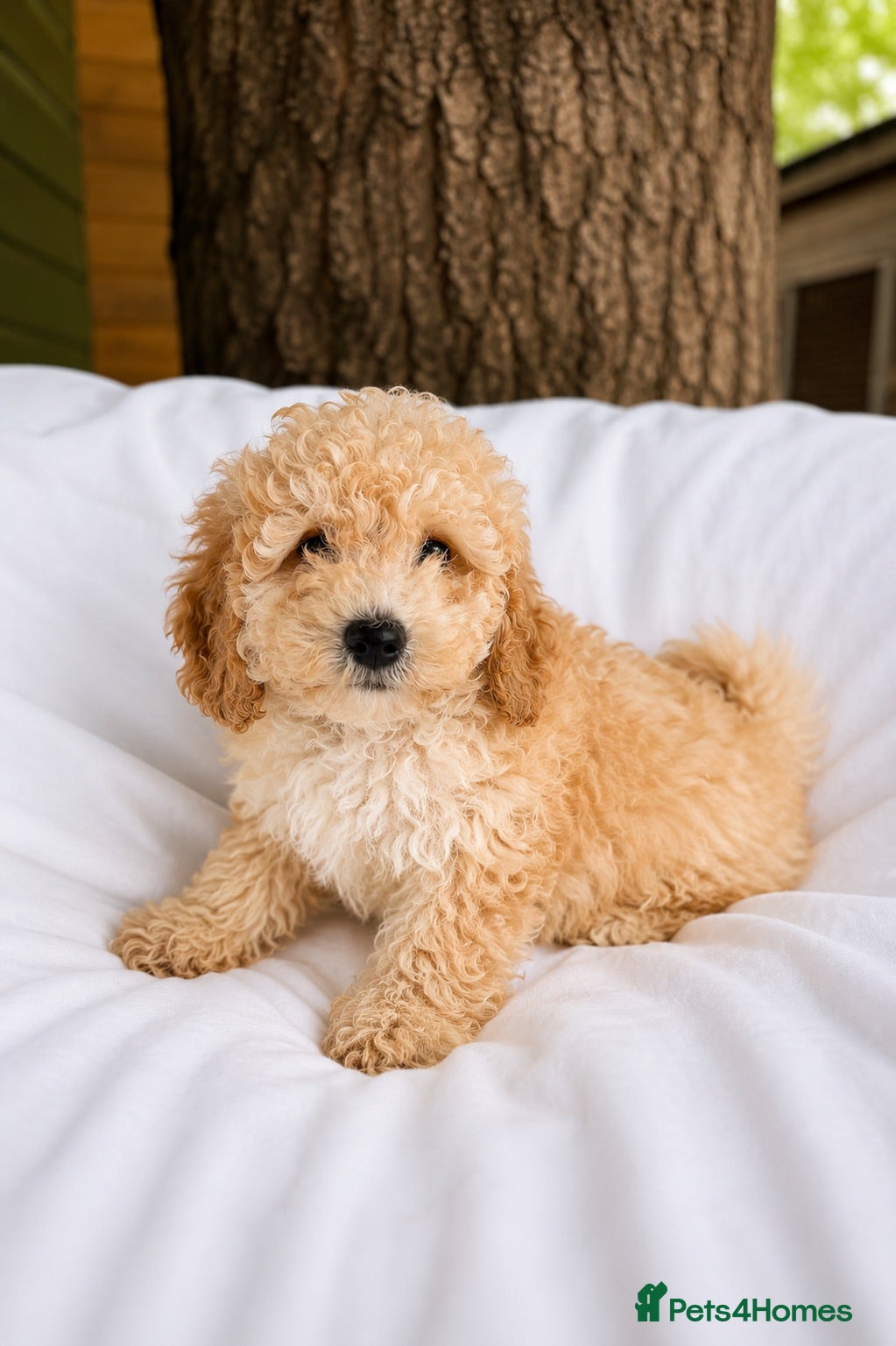 Cavapoo dogs Cavapoo pups ready to leave now!  - Advert 7