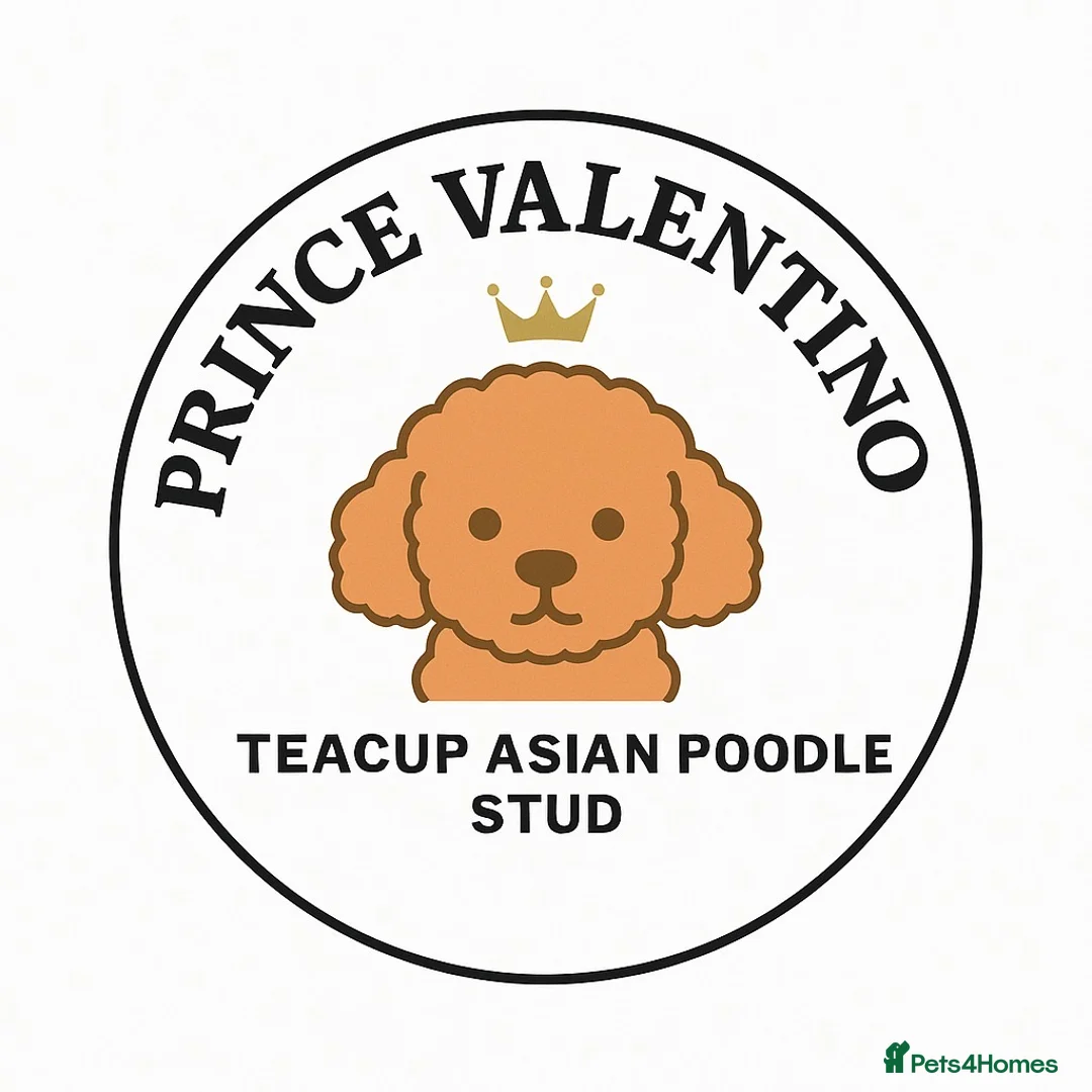 Miniature Poodle dogs for stud: 💎Elite imported Asian teddy bear Poodle Stud 💎 - Advert 7
