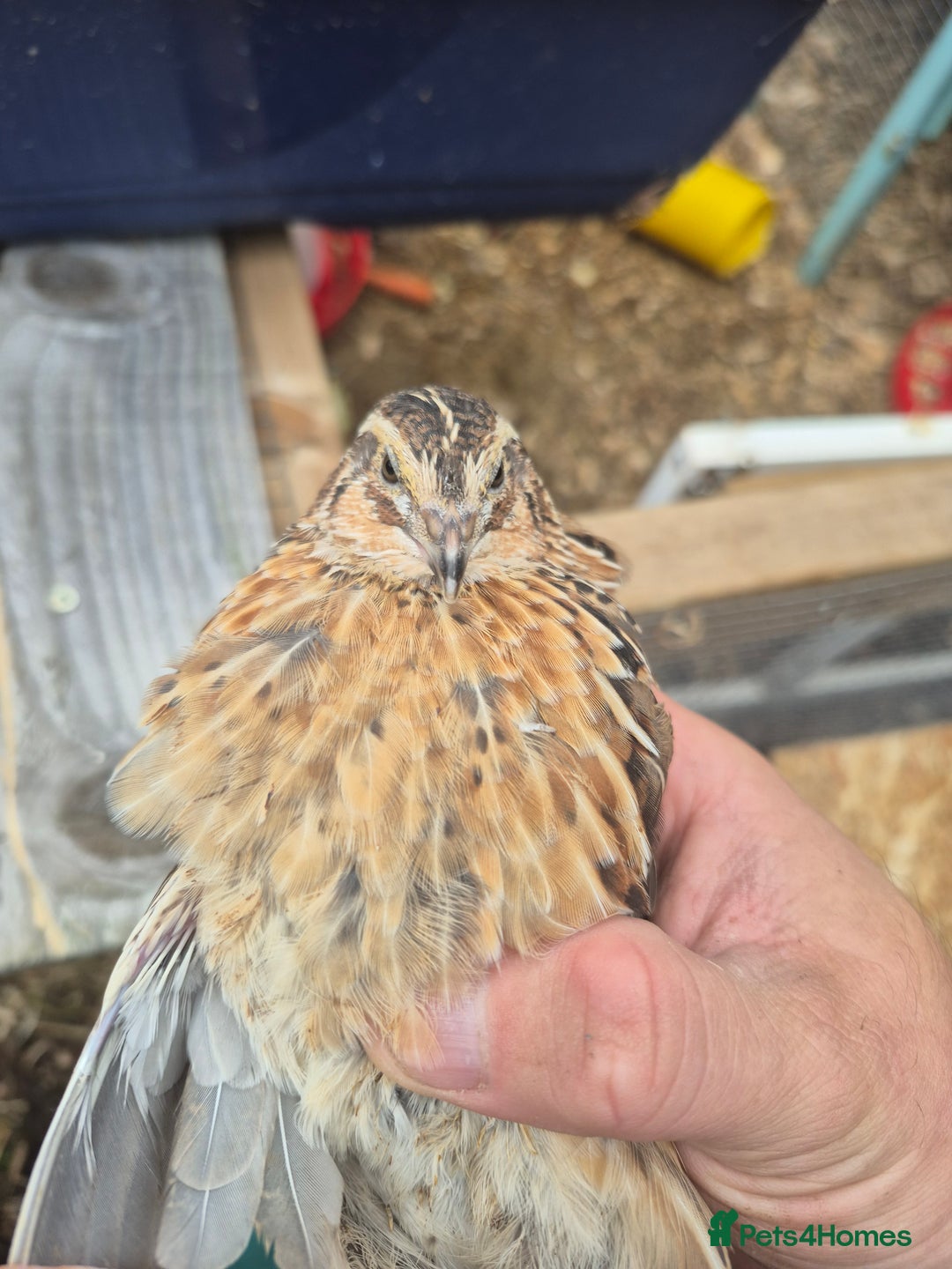 Mixed Breed birds for sale: Japanese quails  - Image 2