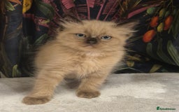 Ragdoll cats for sale: Beautiful Mink Ragdoll Kittens - Image 3