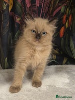 Ragdoll cats - Advert 6