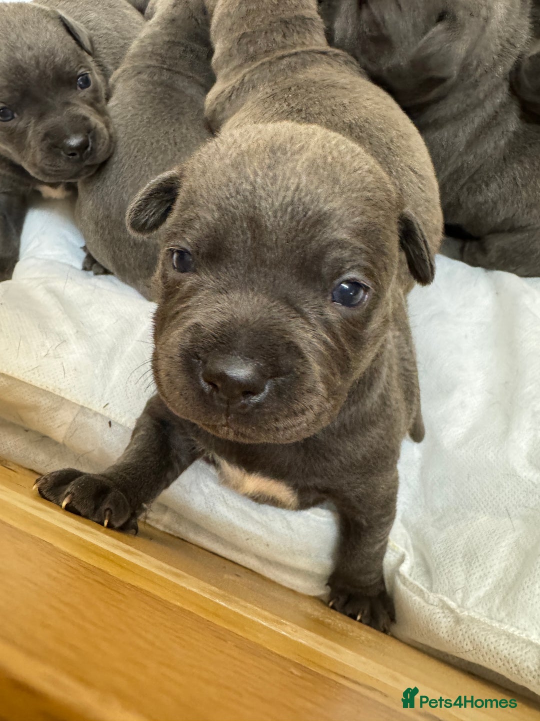 Staffordshire Bull Terrier dogs for sale: KC & DNA tested Staffordshire Bull Terrier Puppies - Advert 6