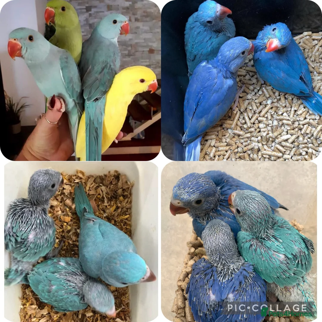 Parrots birds for sale: Super tame baby Ringneck and Alexandrine parrots in Barking - Advert 1